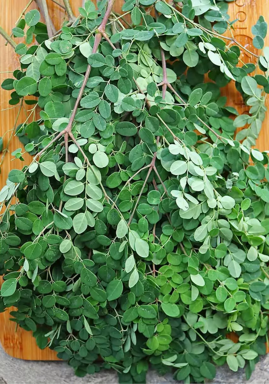 Fresh Moringa Leaves/ Drumstick Leaves/Moringa oleifera