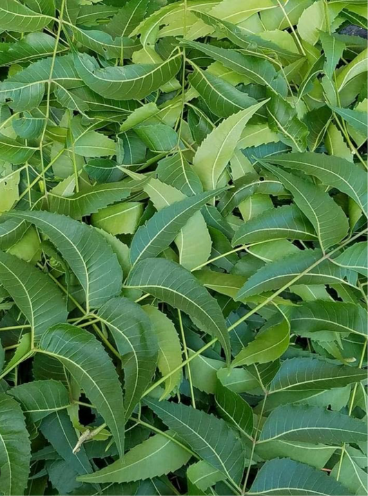 Fresh Neem leaves
