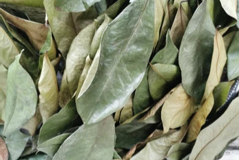 Dried Soursop Leaves