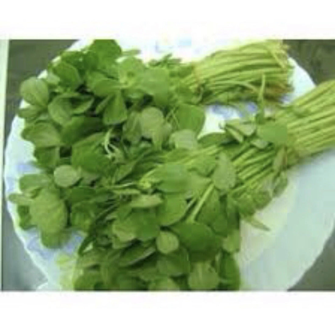 FRESH FENUGREEK LEAVES KASURI METHI FEUILLE DE FENUGREC