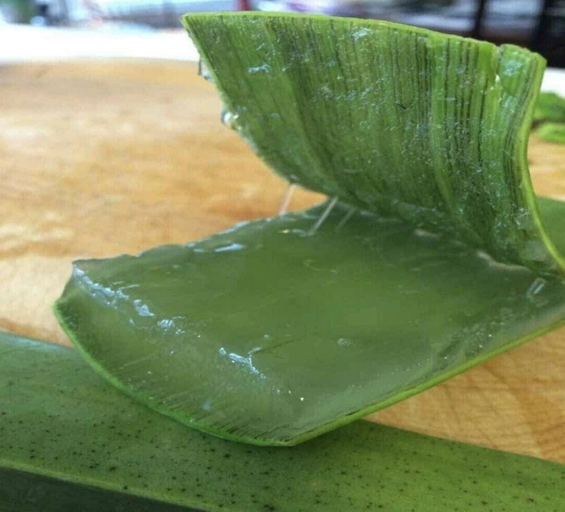 1 Big 500g + Skin Care Aloe Vera Leaf Large Moisturizing Nourishing