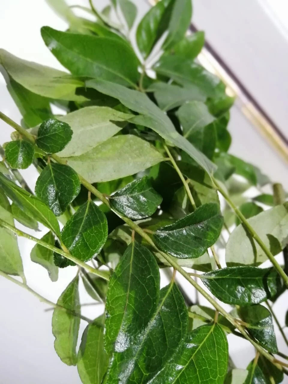 Fresh natural Curry Leaves 70g-80g Pack Premium