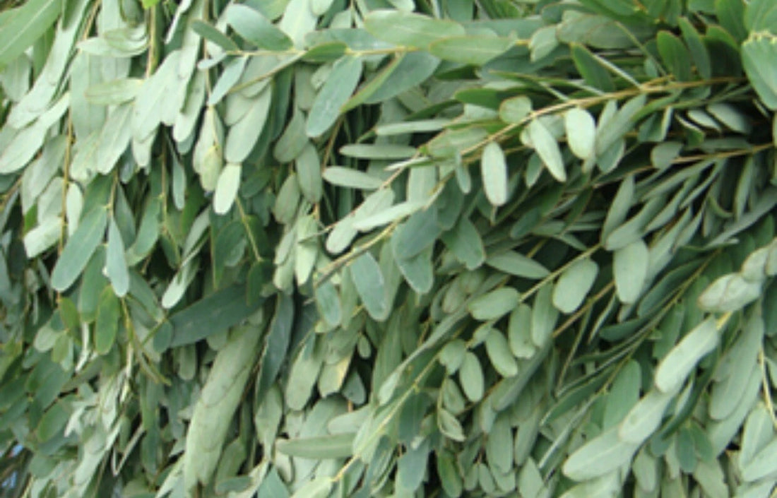 Sesbania Grandiflora, katurai, agati, West Indian pea Leaves